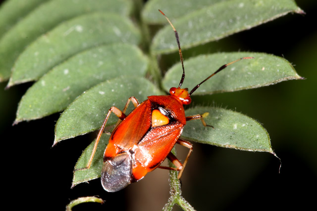Deraeocoris ruber - Copyright Denis Bourgeois